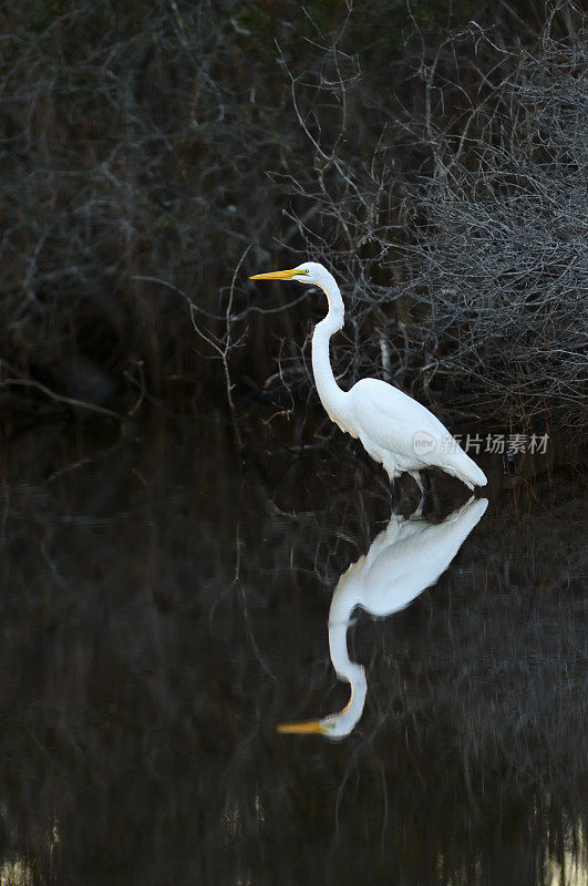 大白鹭，Ardea alba，在东海岸十一月